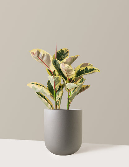 Ficus Tineke