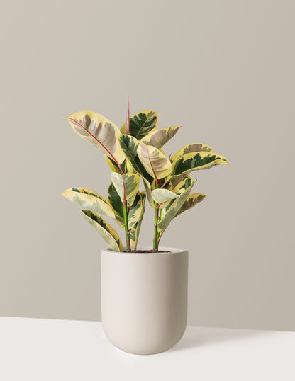 Ficus Tineke