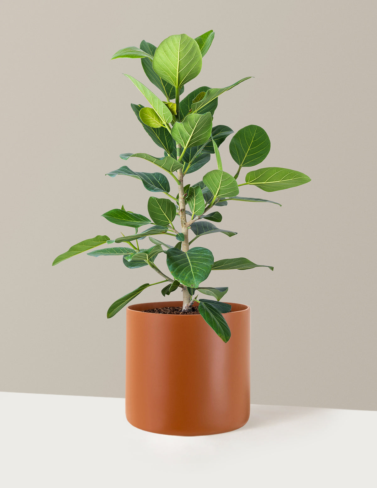audrey ficus light Ficus Audrey Bush Houseplant with Planter - Small (9-13" tall) Terracotta Planter