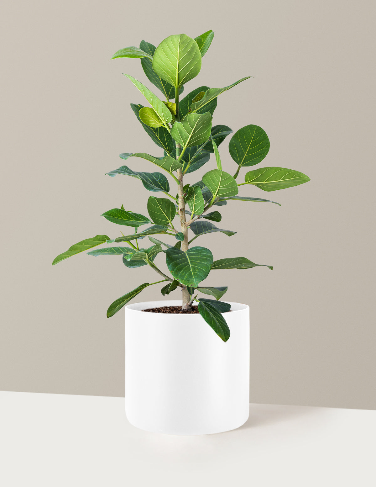 do ficus audrey like humidity Ficus Audrey Bush