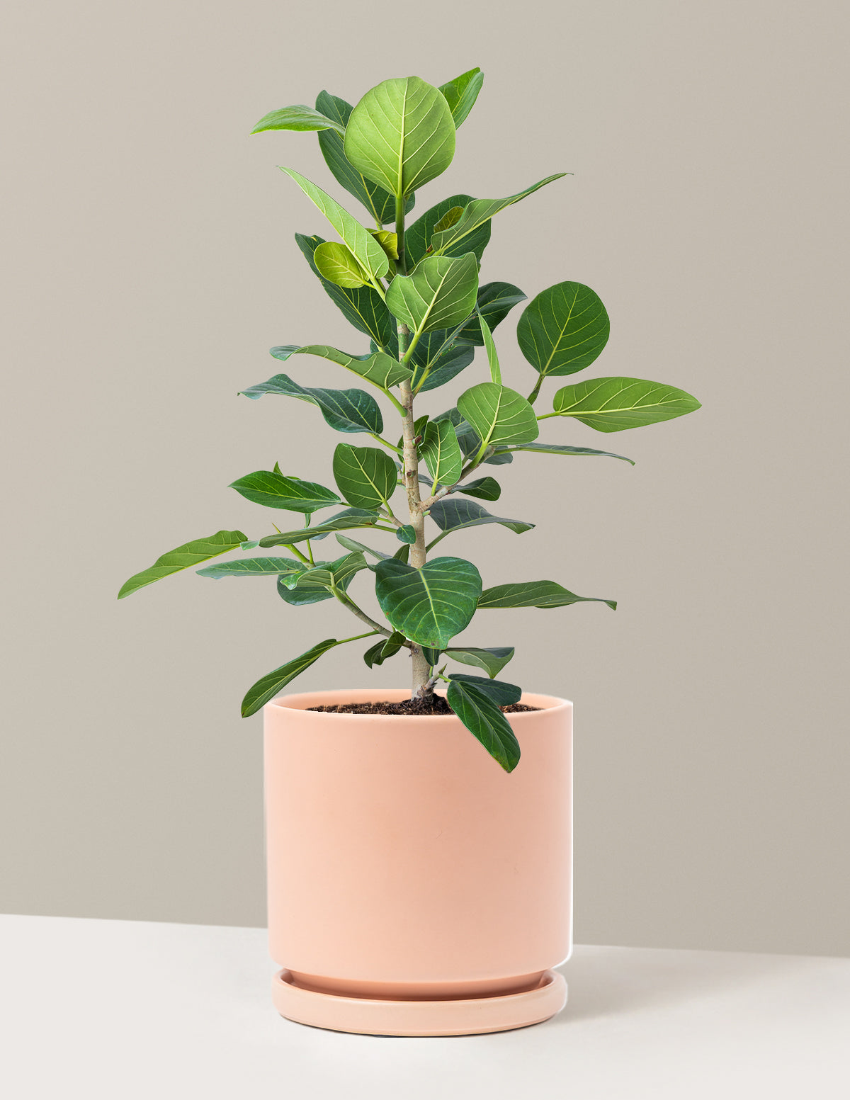 audrey ficus buy Ficus Audrey Bush Houseplant with Planter - Small (9-13" tall) Terracotta Planter