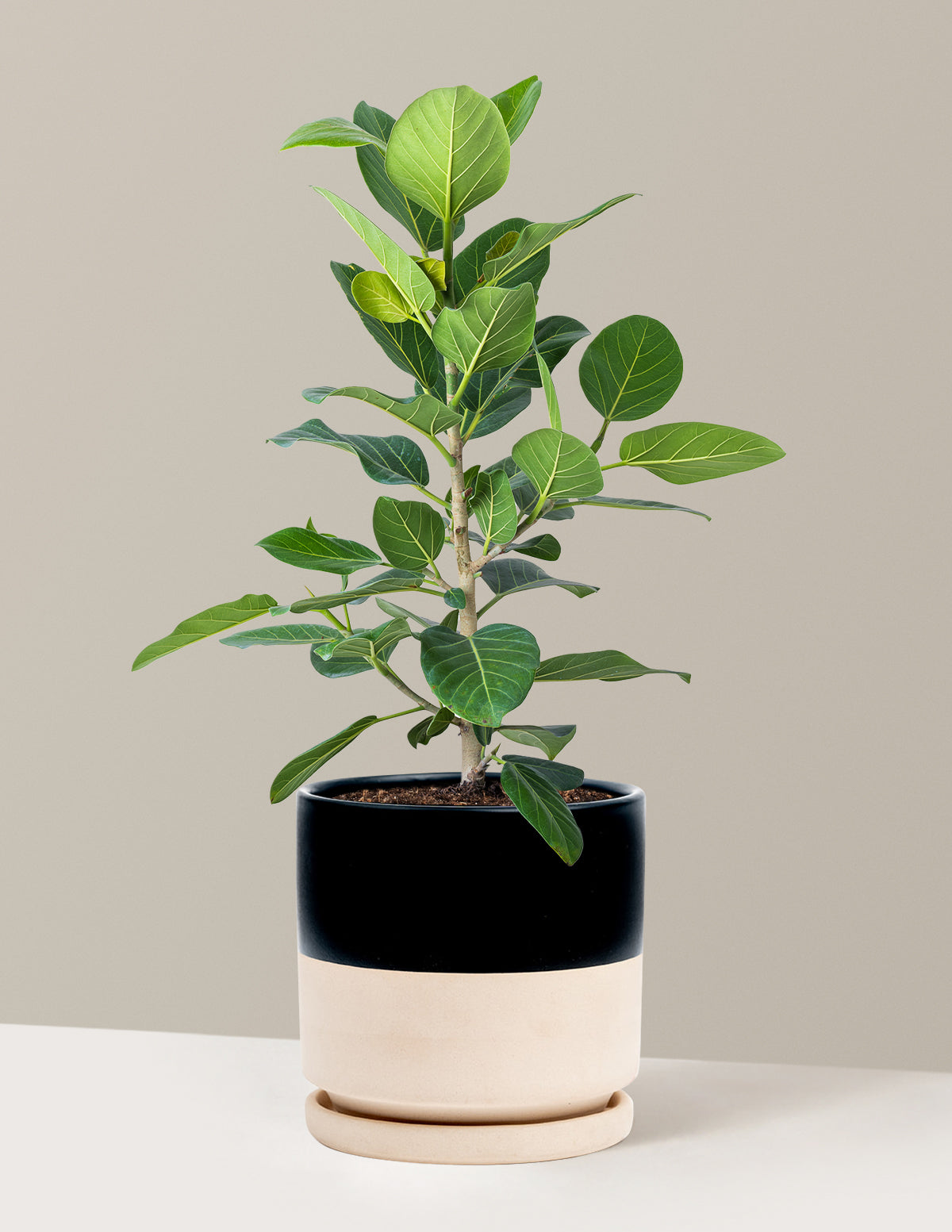 ficus audrey flower Ficus Audrey Bush Houseplant with Planter - Small (9-13" tall) Terracotta Planter