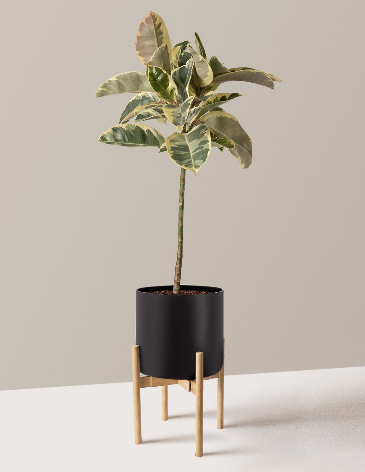 Ficus Tineke Tree