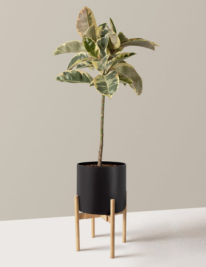 Ficus Tineke Tree