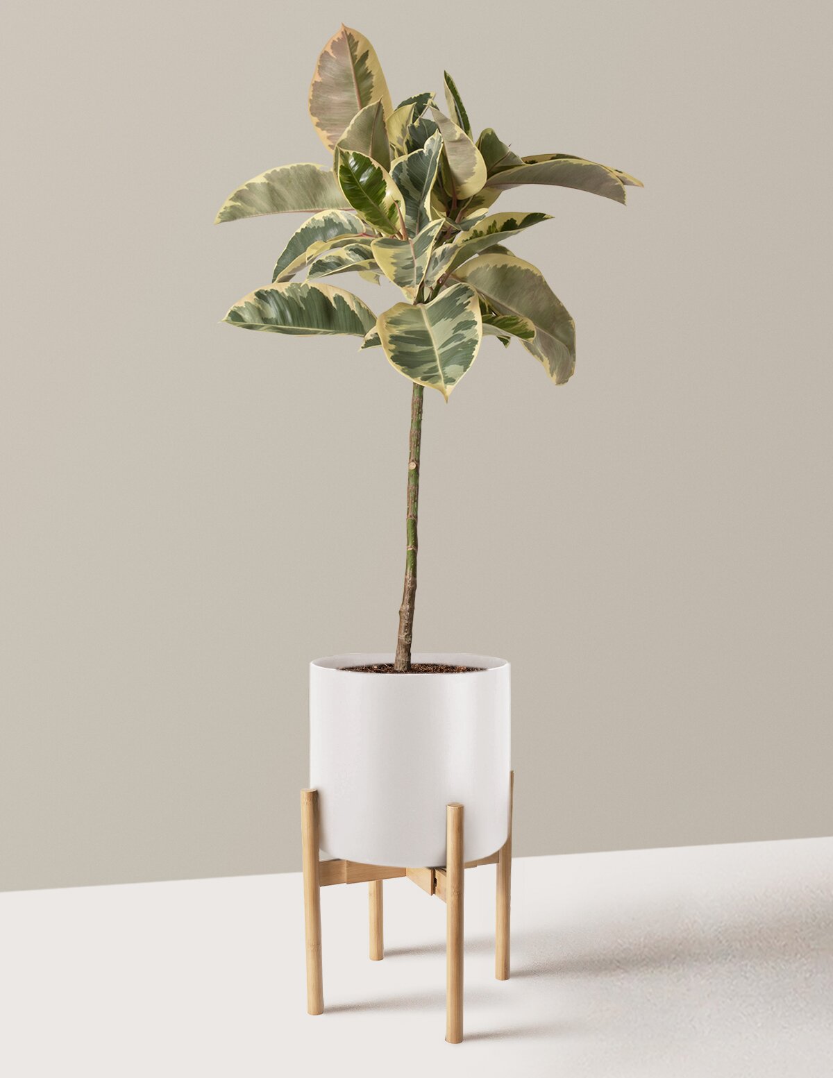 Ficus Tineke Tree