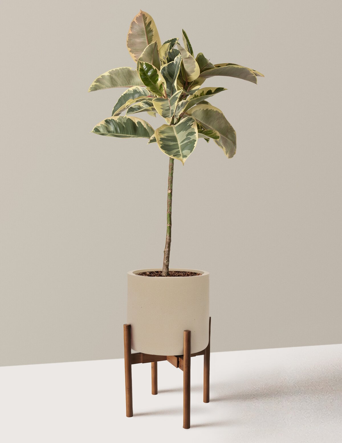 Ficus Tineke Tree