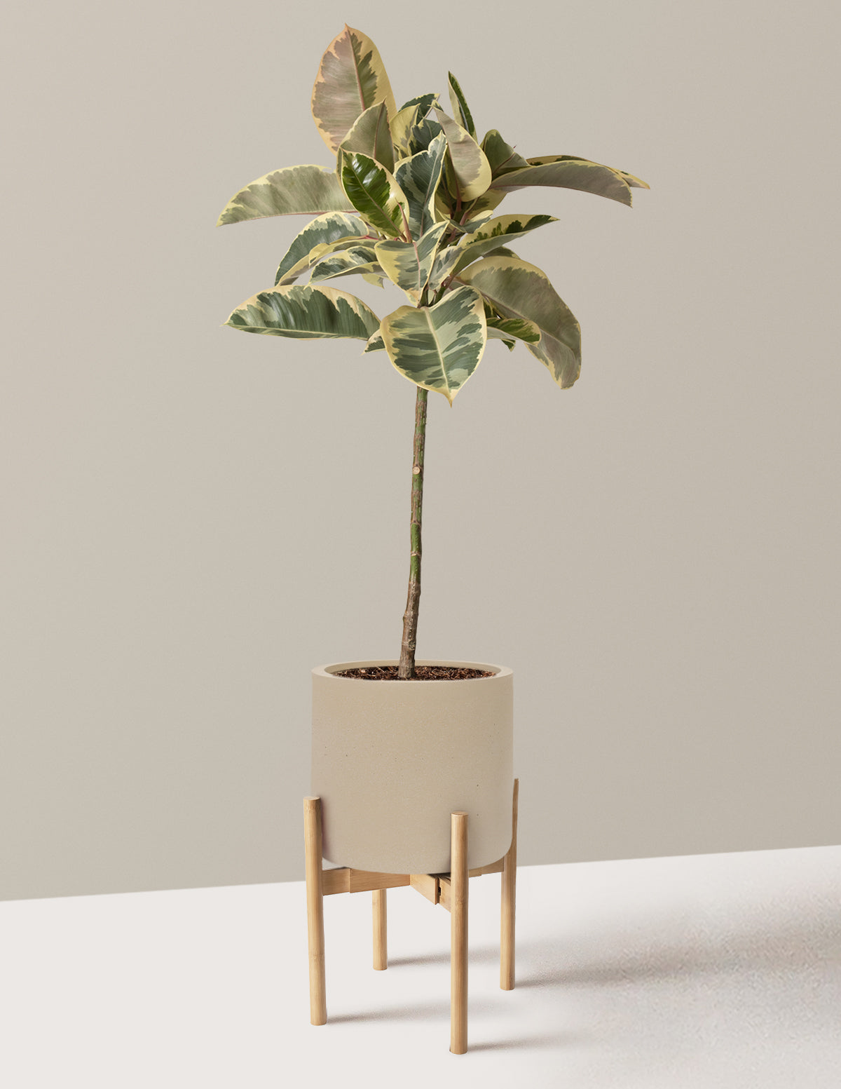 Ficus Tineke Tree