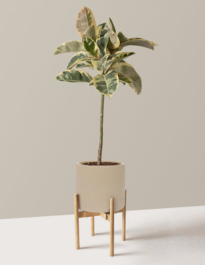 Ficus Tineke Tree