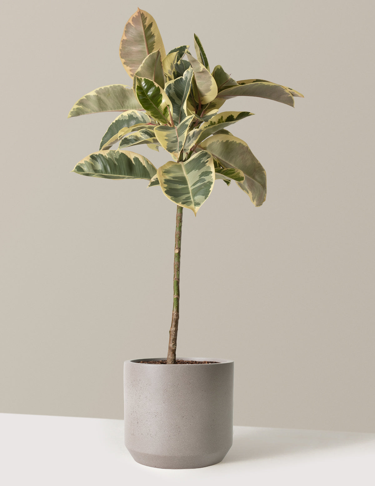 Ficus Tineke Tree