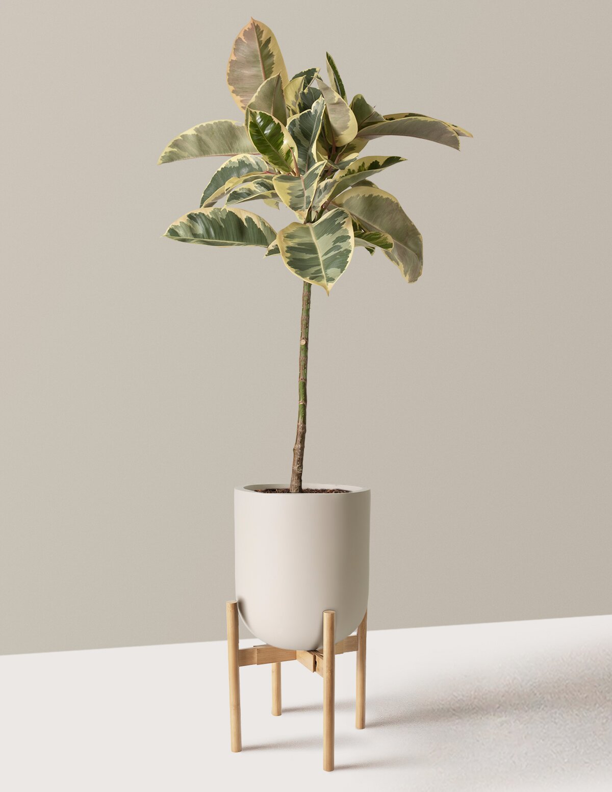 Ficus Tineke Tree