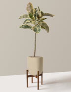 Ficus Tineke Tree