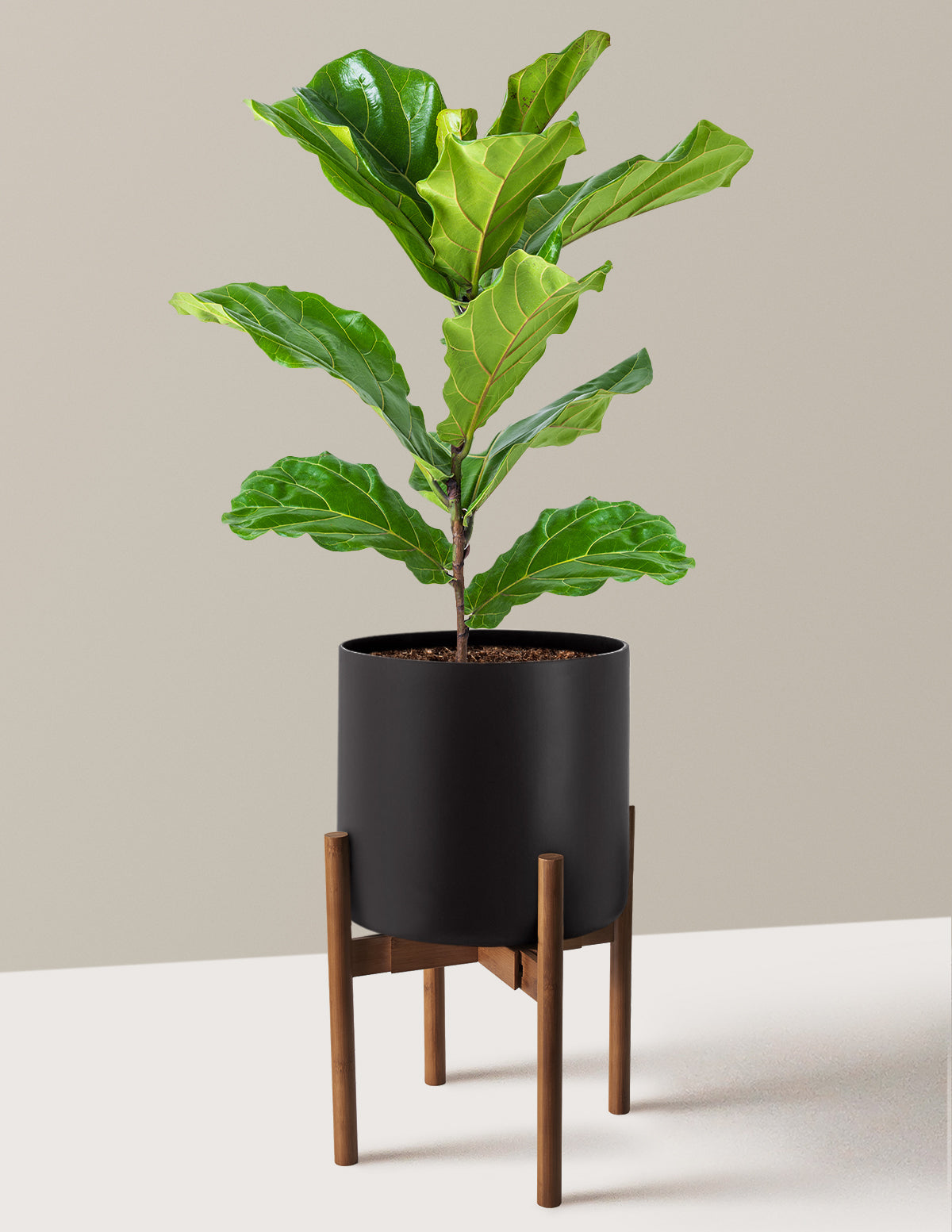 Fiddle Leaf Fig Bush