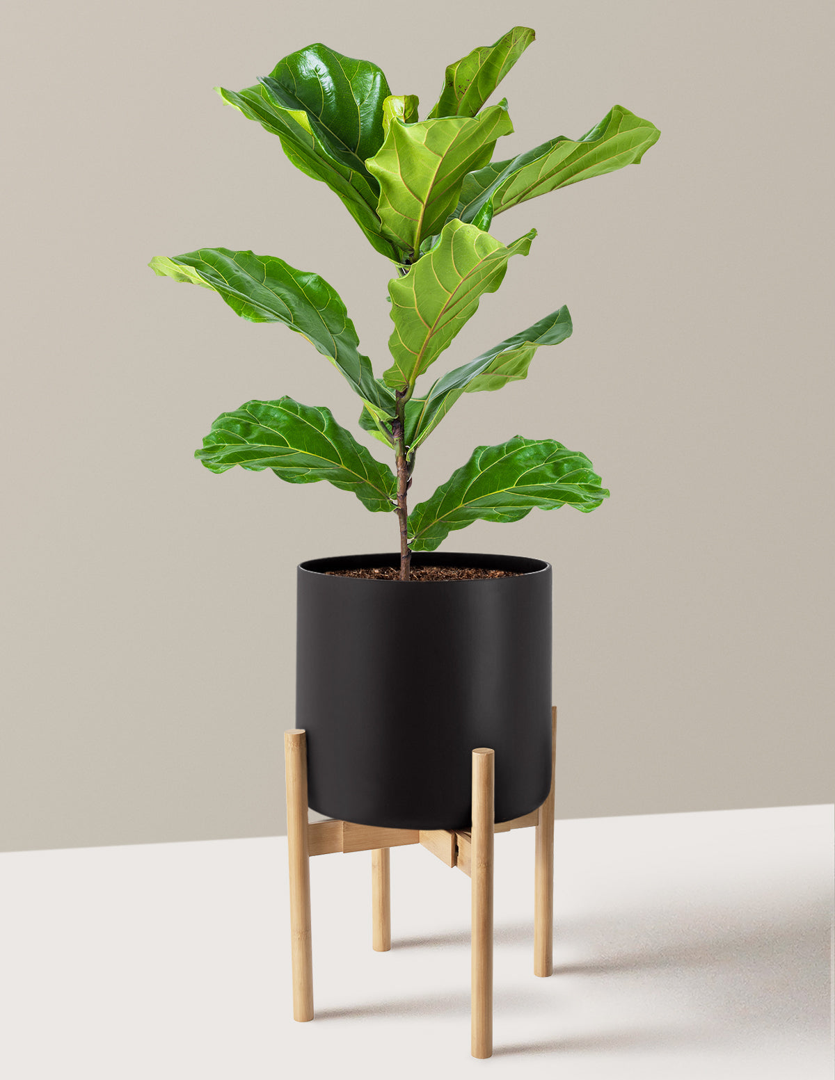 Fiddle Leaf Fig Bush