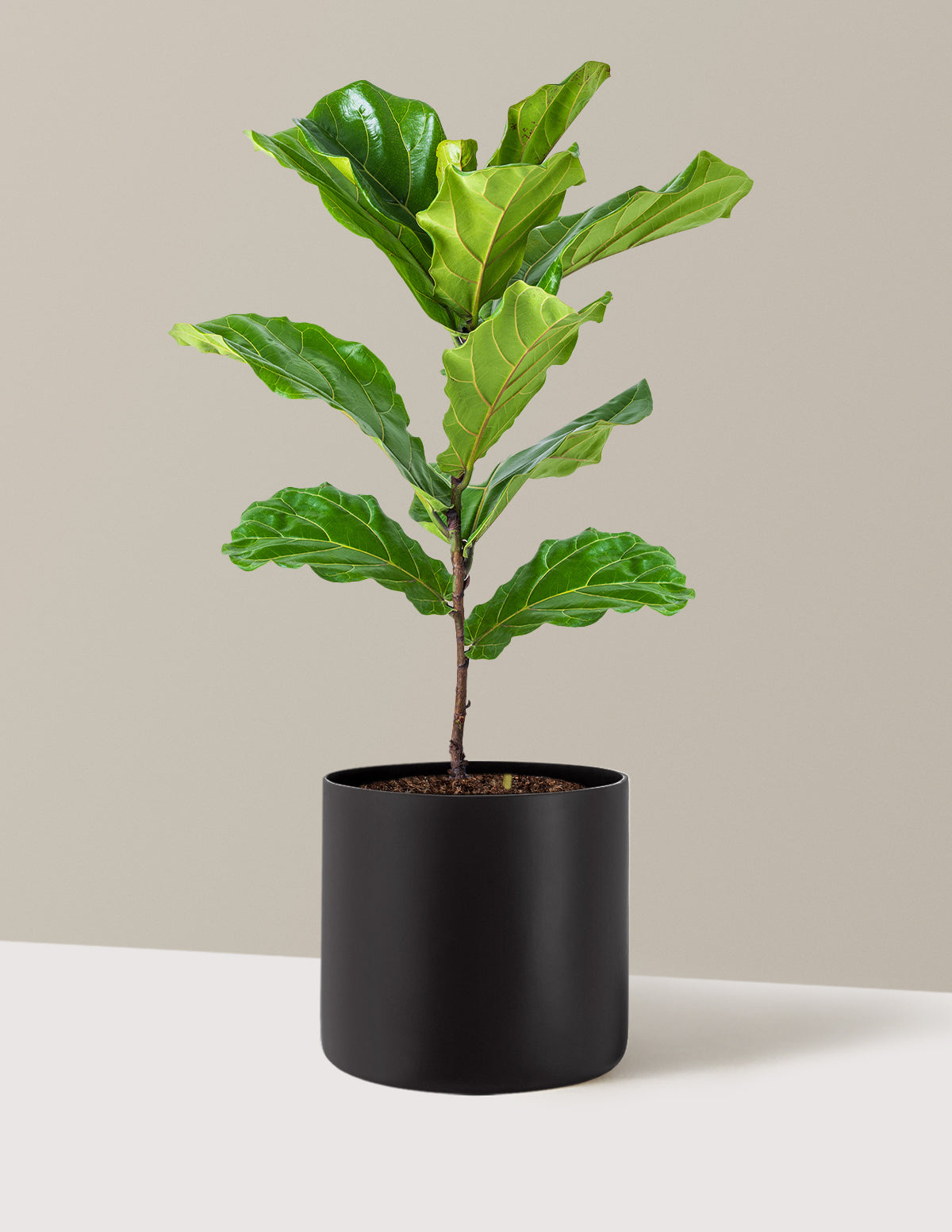Fiddle Leaf Fig Bush