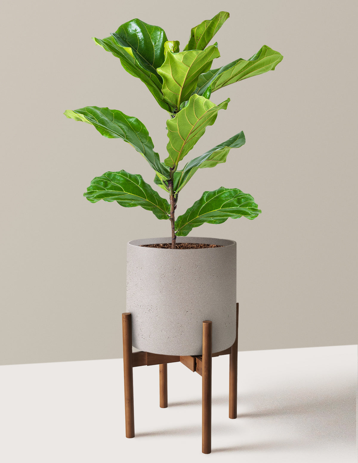 Fiddle Leaf Fig Bush