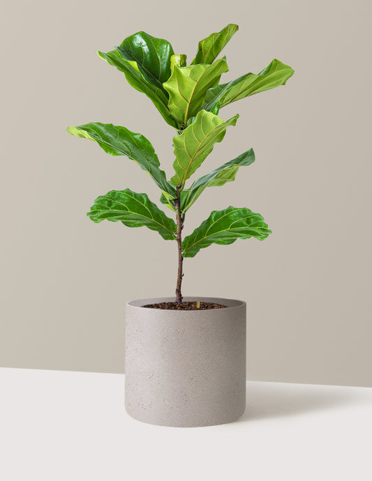 Fiddle Leaf Fig Bush