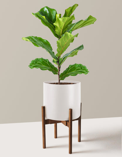 Fiddle Leaf Fig Bush