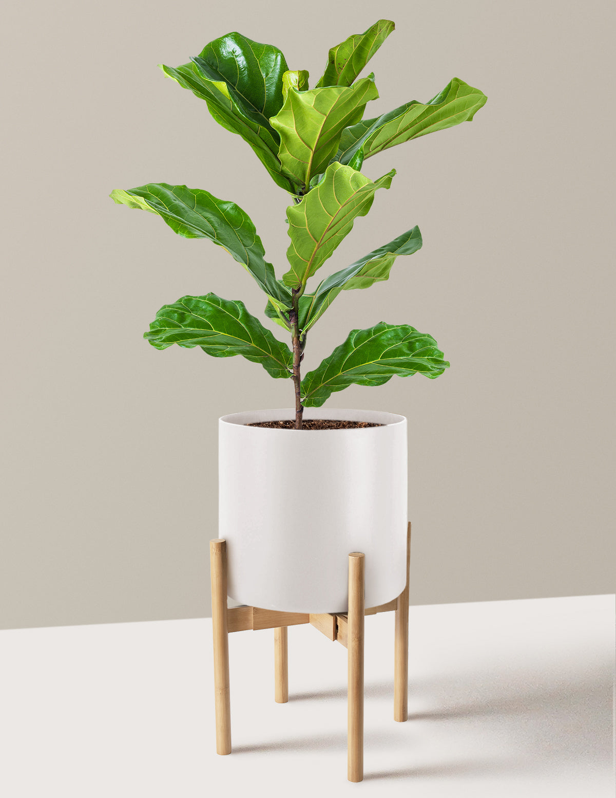 Fiddle Leaf Fig Bush