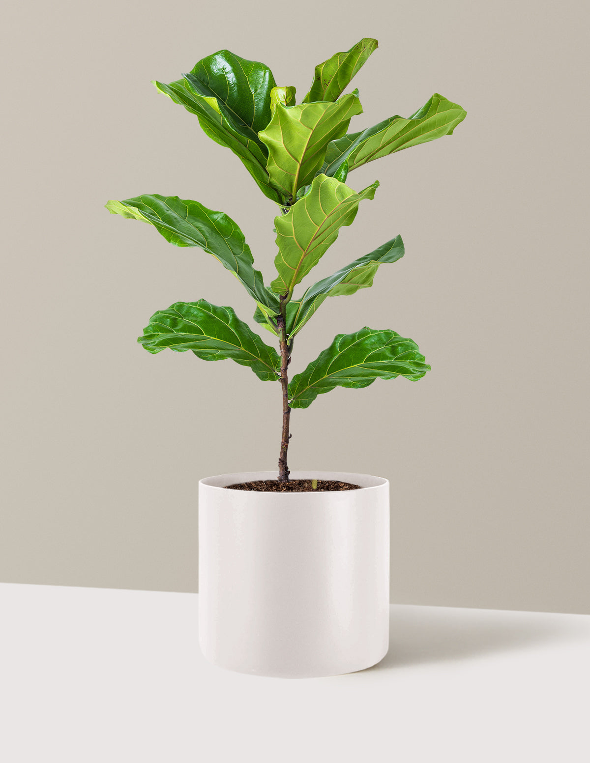 Fiddle Leaf Fig Bush