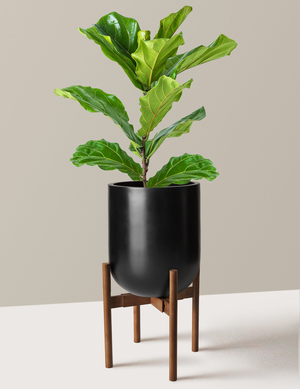 Fiddle Leaf Fig Bush