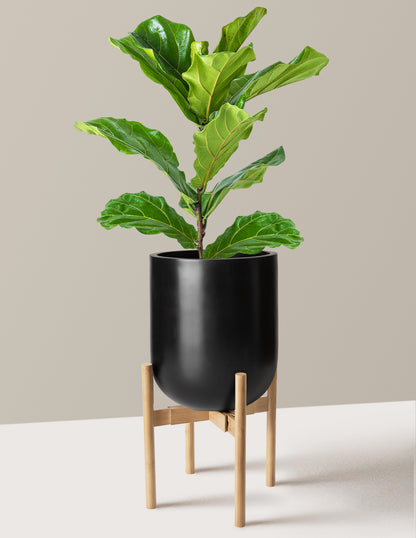 Fiddle Leaf Fig Bush