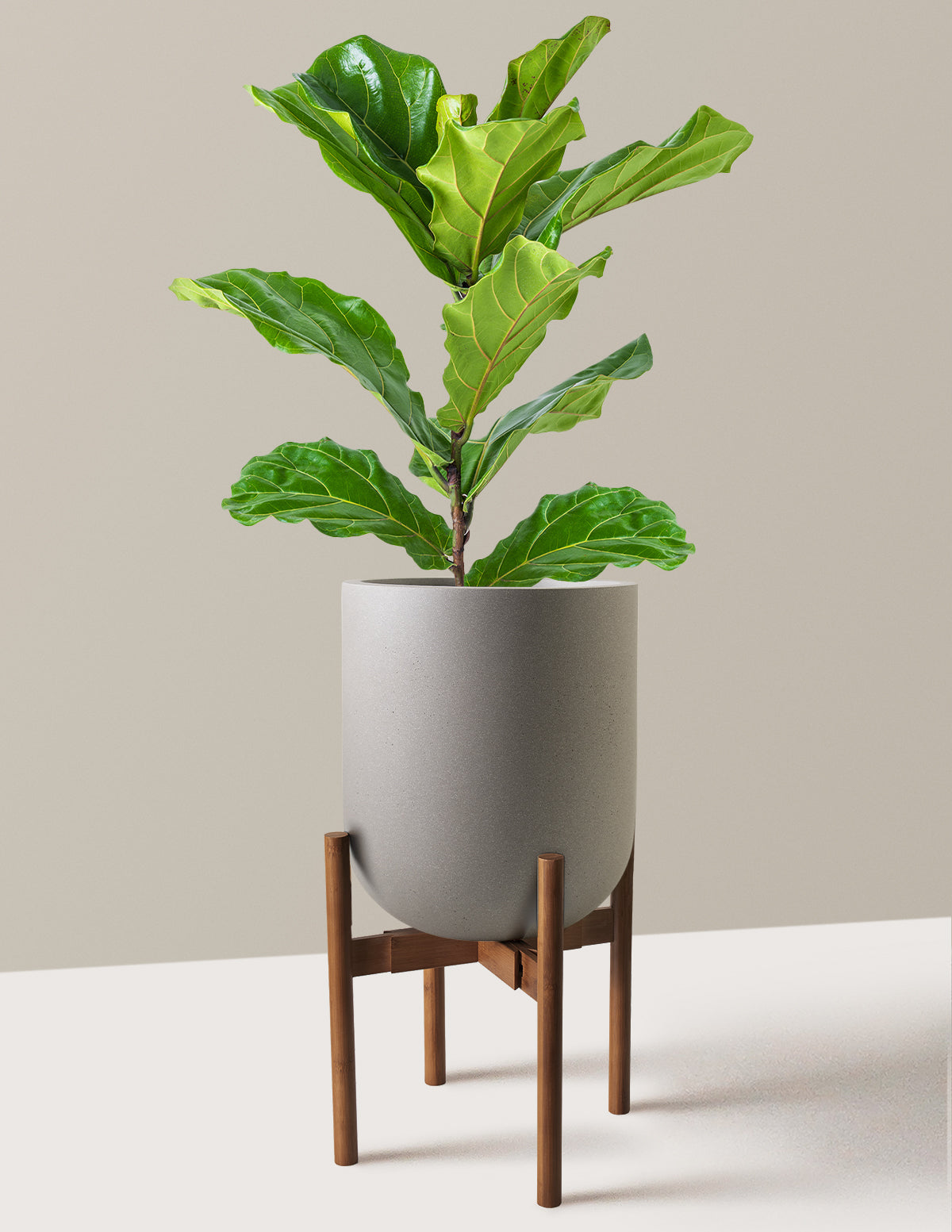 Fiddle Leaf Fig Bush