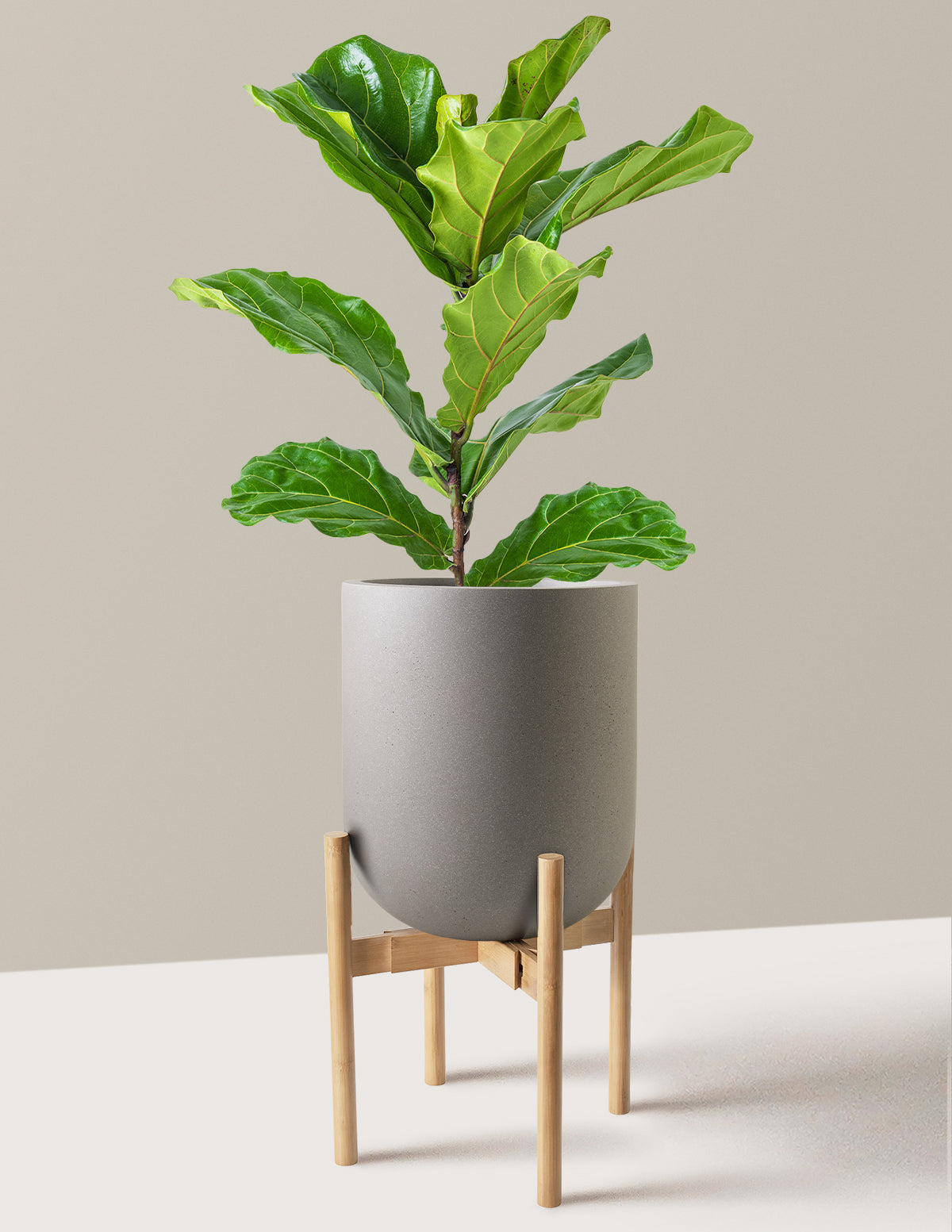 Fiddle Leaf Fig Bush