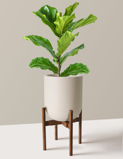 Fiddle Leaf Fig Bush