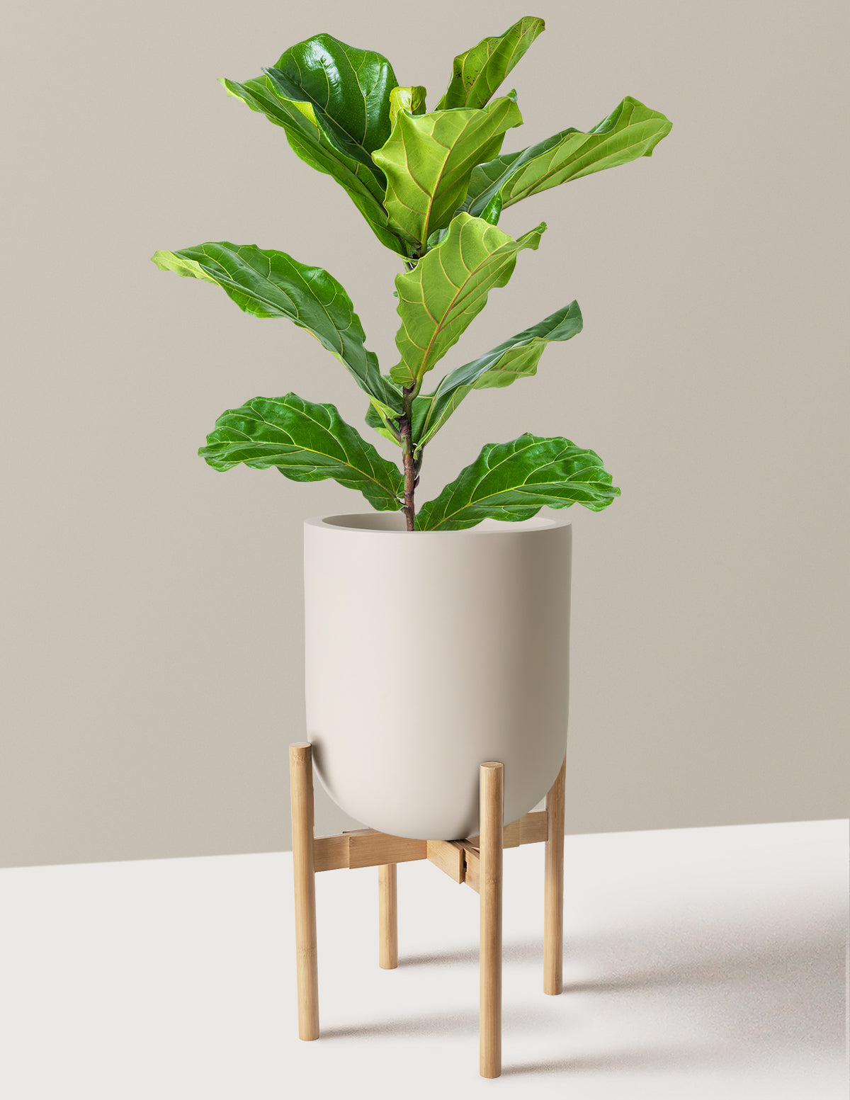 Fiddle Leaf Fig Bush