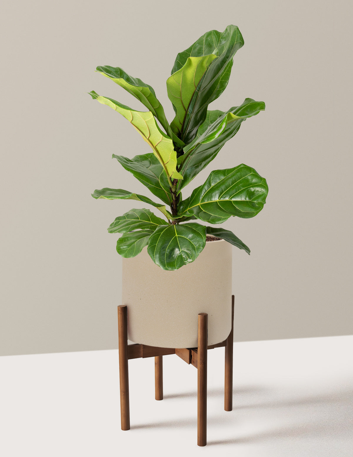 Fiddle Leaf Fig Bush