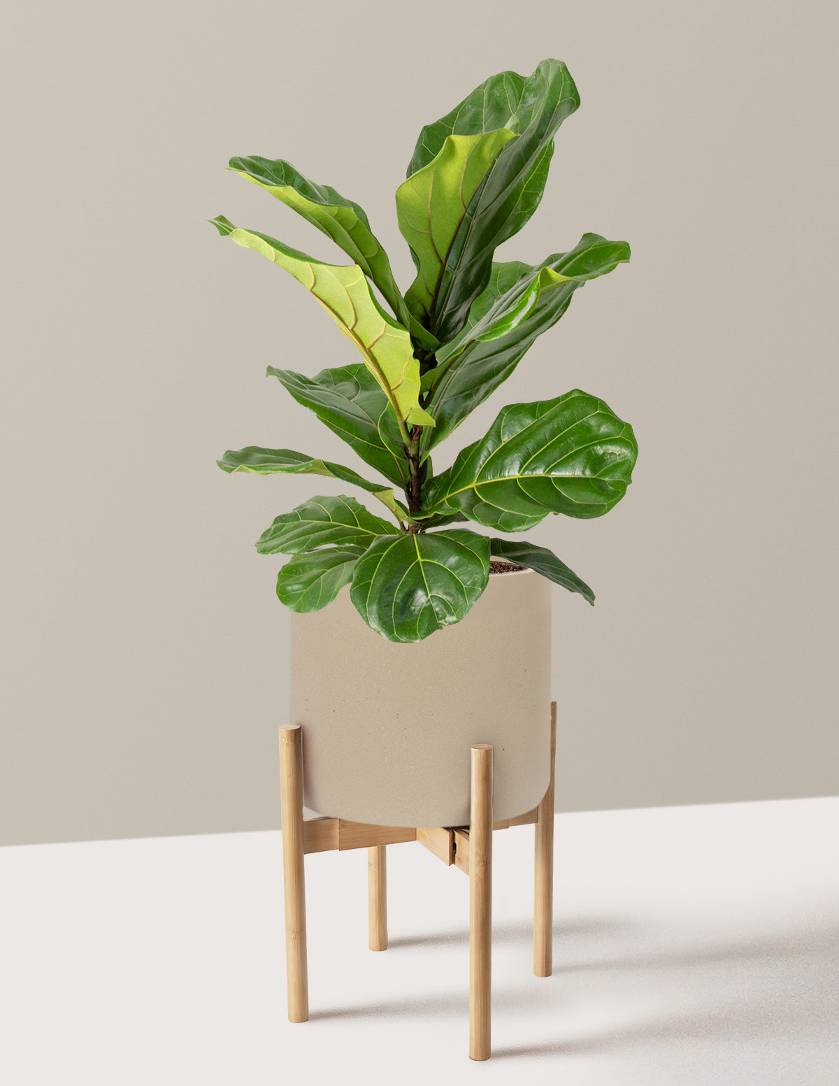 Fiddle Leaf Fig Bush