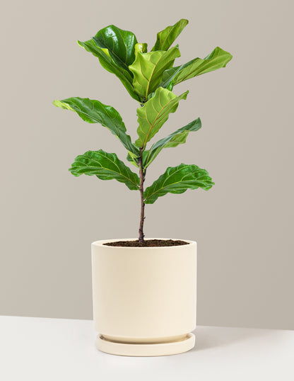 Fiddle Leaf Fig Bush