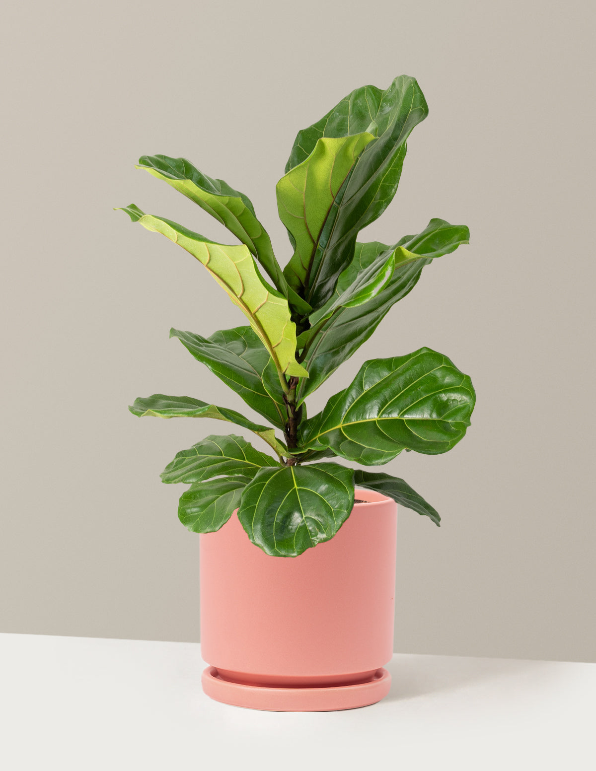 Fiddle Leaf Fig Bush