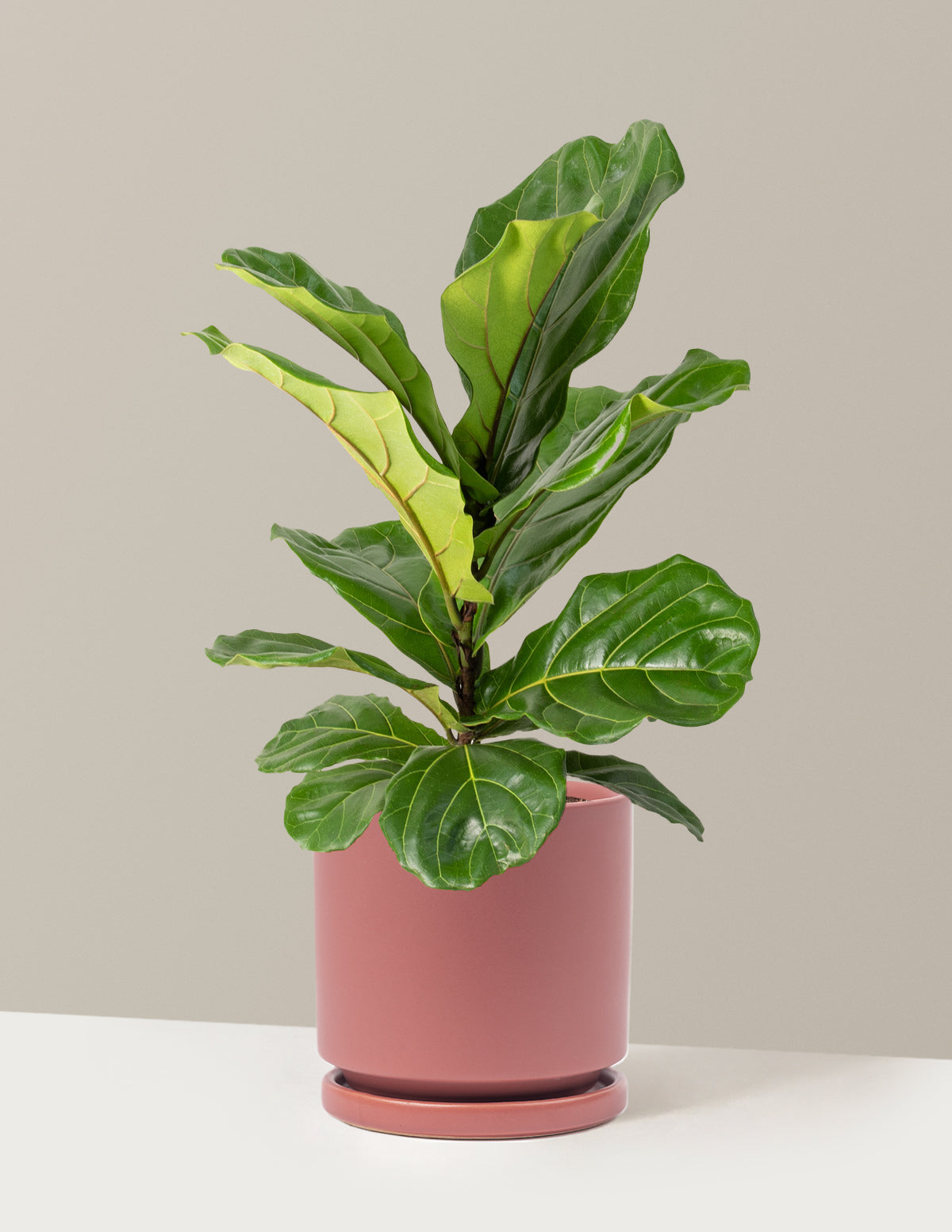 Fiddle Leaf Fig Bush