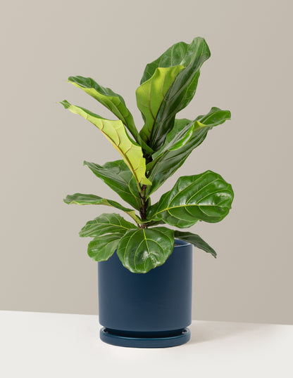 Fiddle Leaf Fig Bush
