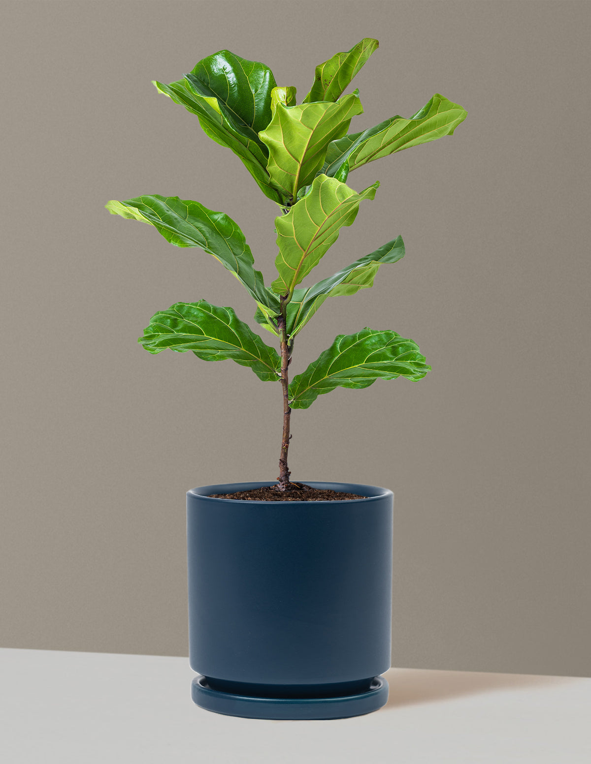 fiddle leaf fig soul Fiddle Leaf Fig Bush | Trendy Houseplants