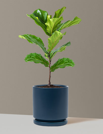 Fiddle Leaf Fig Bush