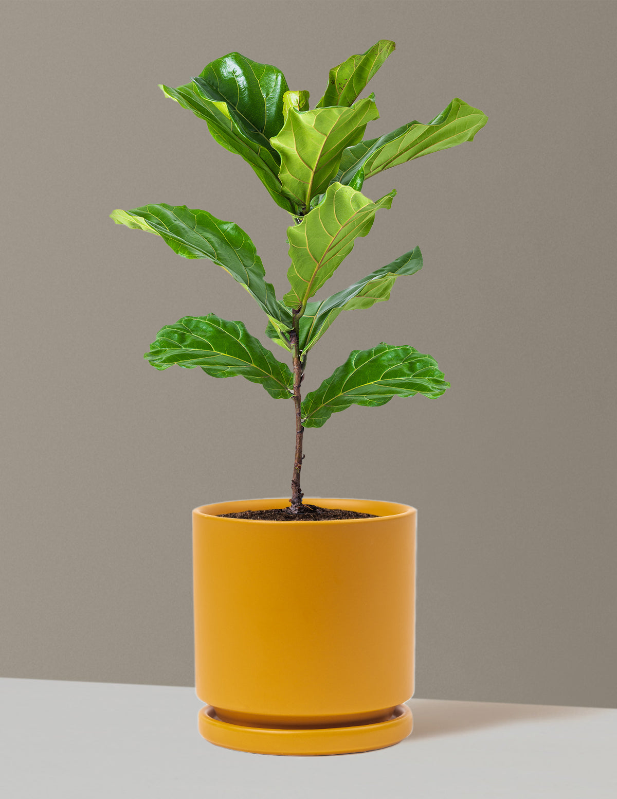 Fiddle Leaf Fig Bush