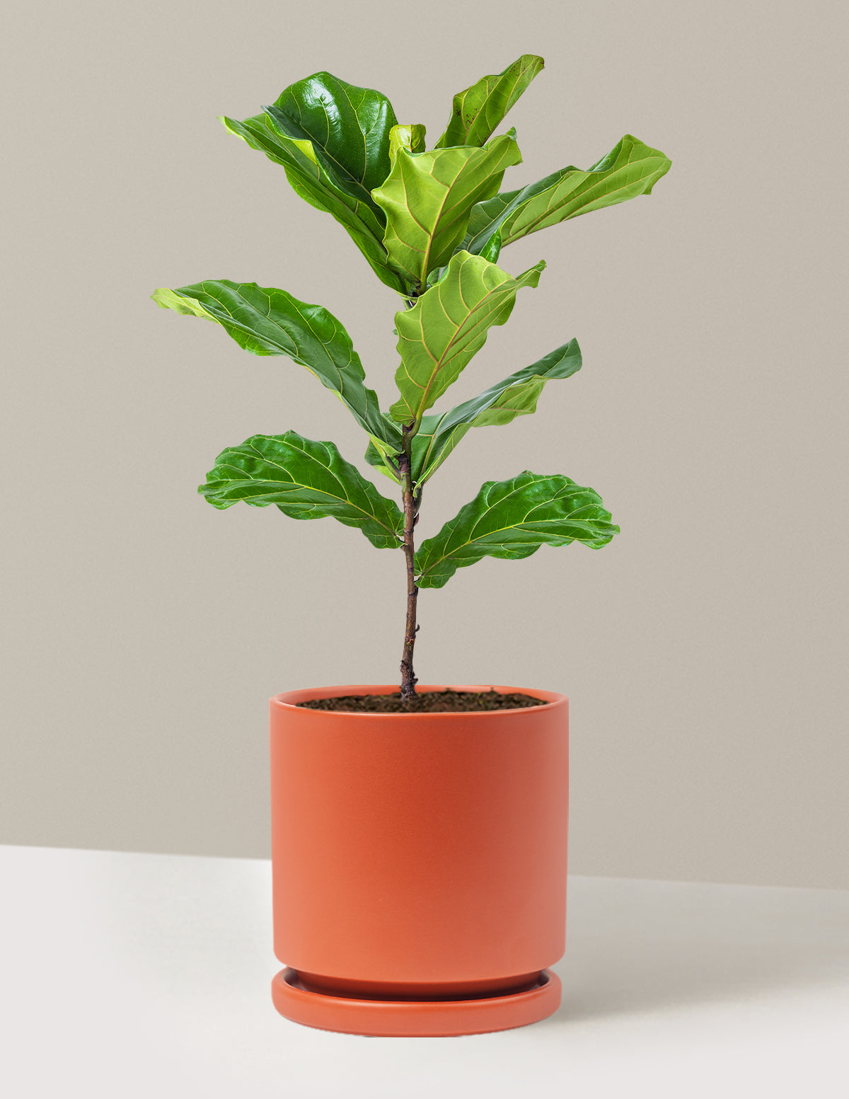 pot fiddle leaf fig Fiddle Leaf Fig Bush | Trendy Houseplants