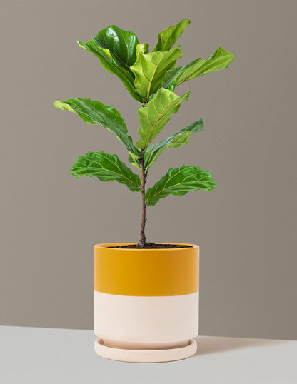 Fiddle Leaf Fig Bush