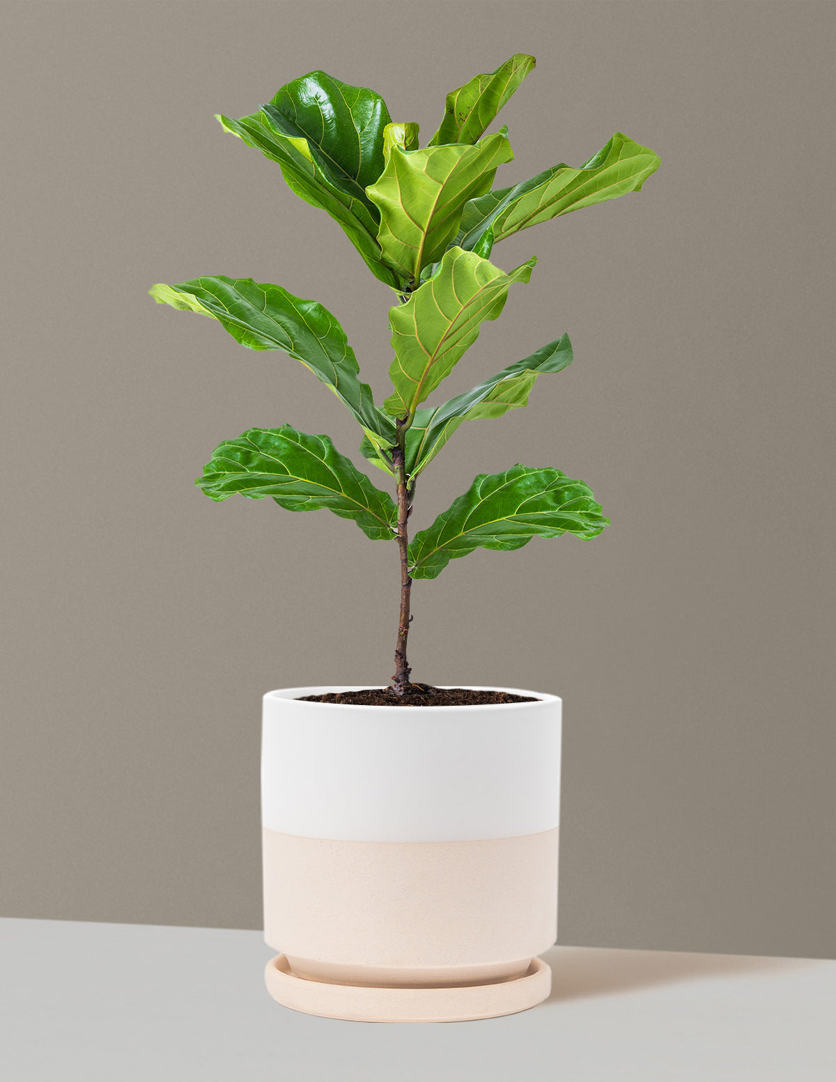 Fiddle Leaf Fig Bush