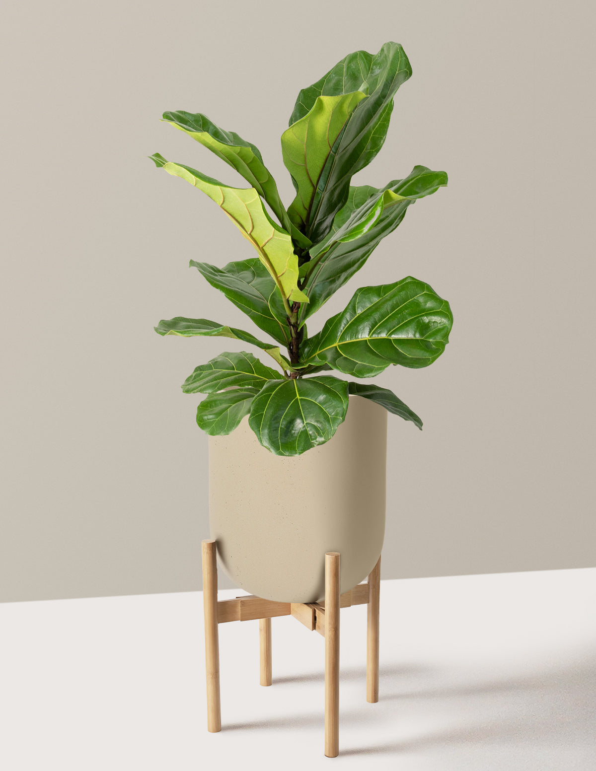 Fiddle Leaf Fig Bush