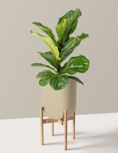 Fiddle Leaf Fig Bush