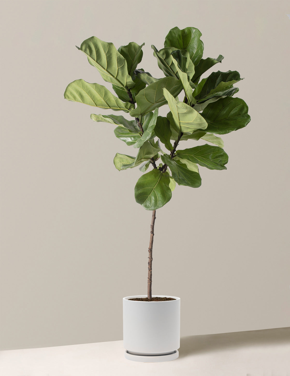 The Sill Fiddle Leaf Fig - Thumbnail 4