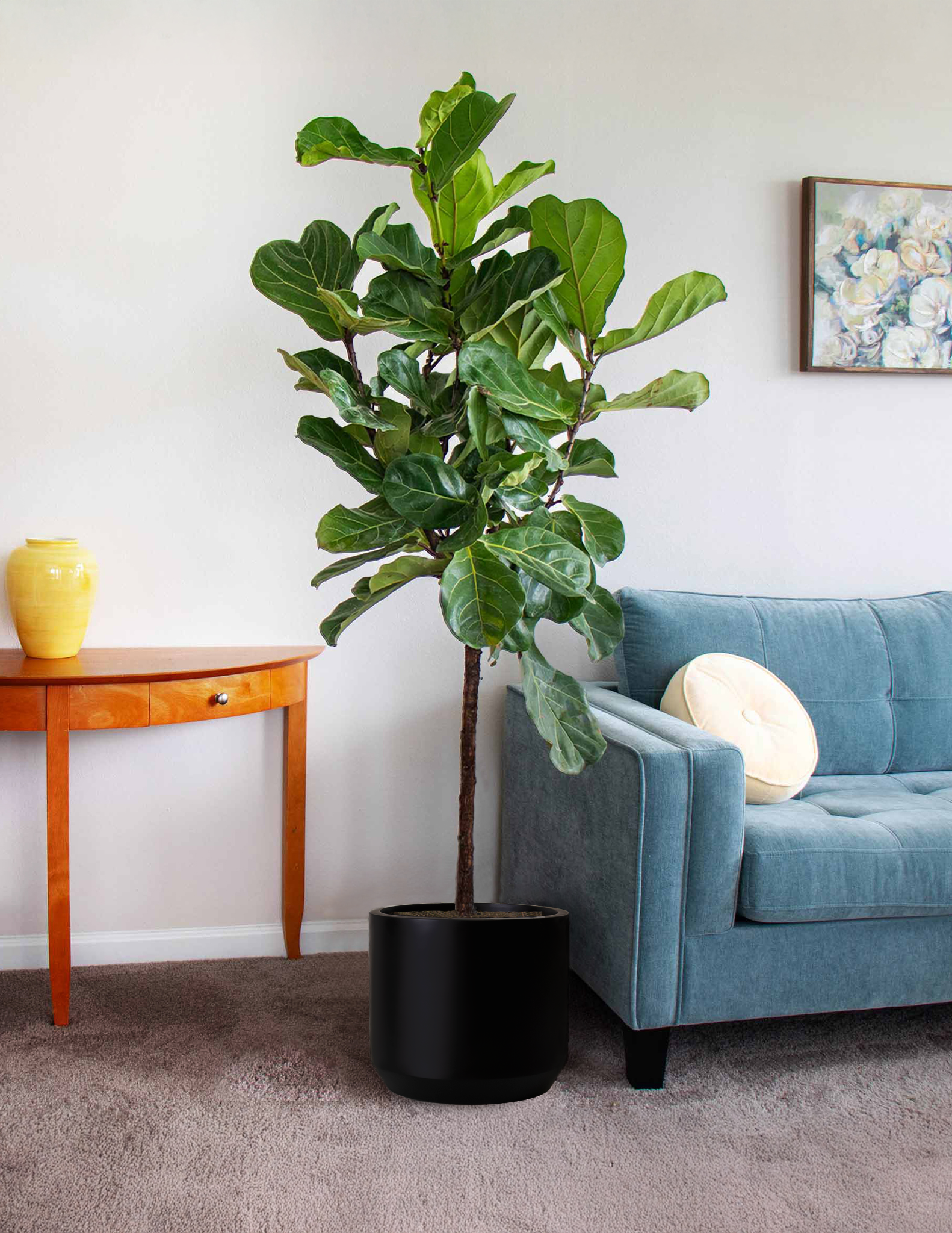 Fiddle Leaf Fig - Extra Large (4' to 5' tall) / Mexia (13" wide) / Black