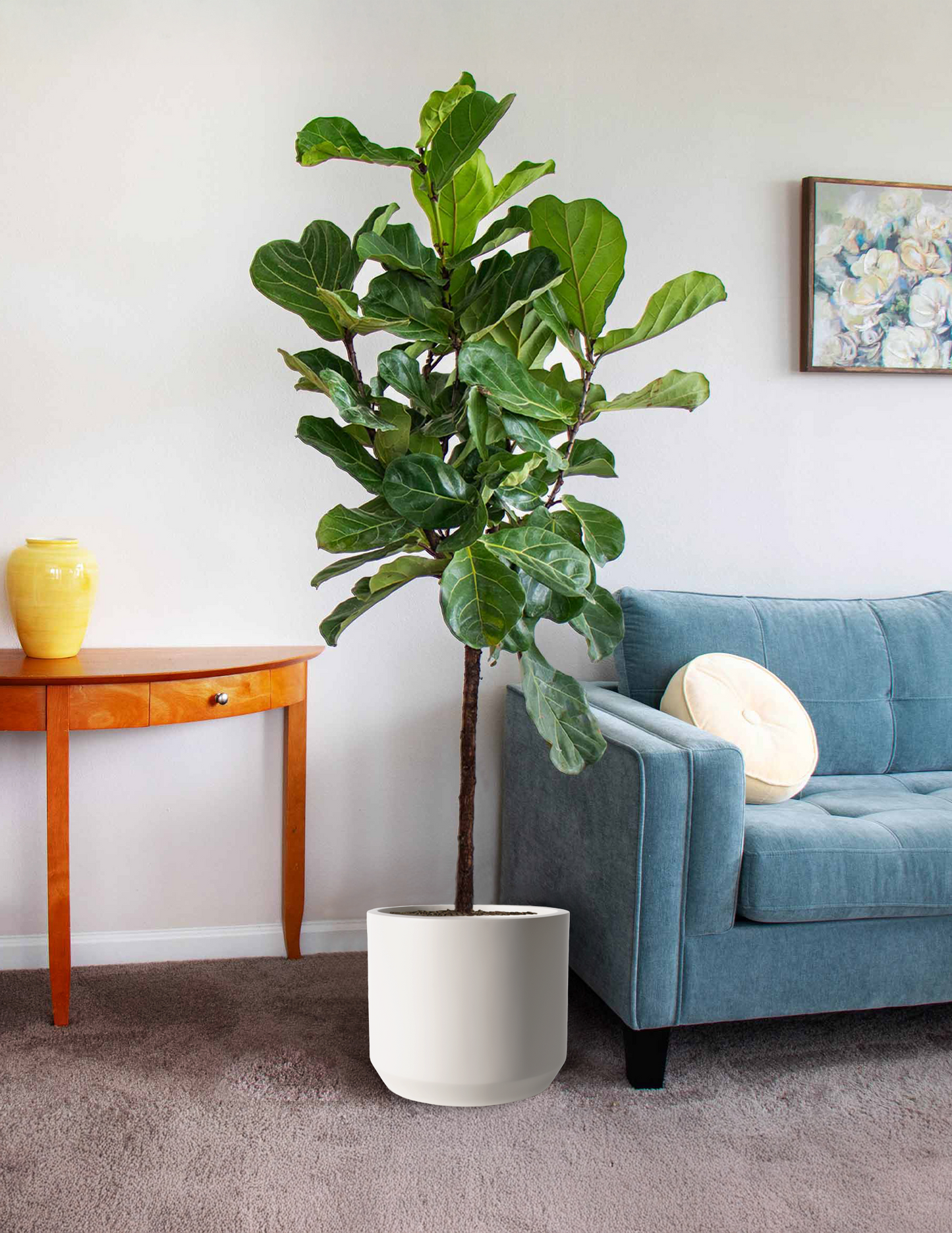 Fiddle Leaf Fig (Copy)