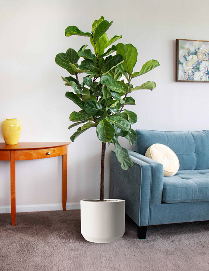Fiddle Leaf Fig (Copy)
