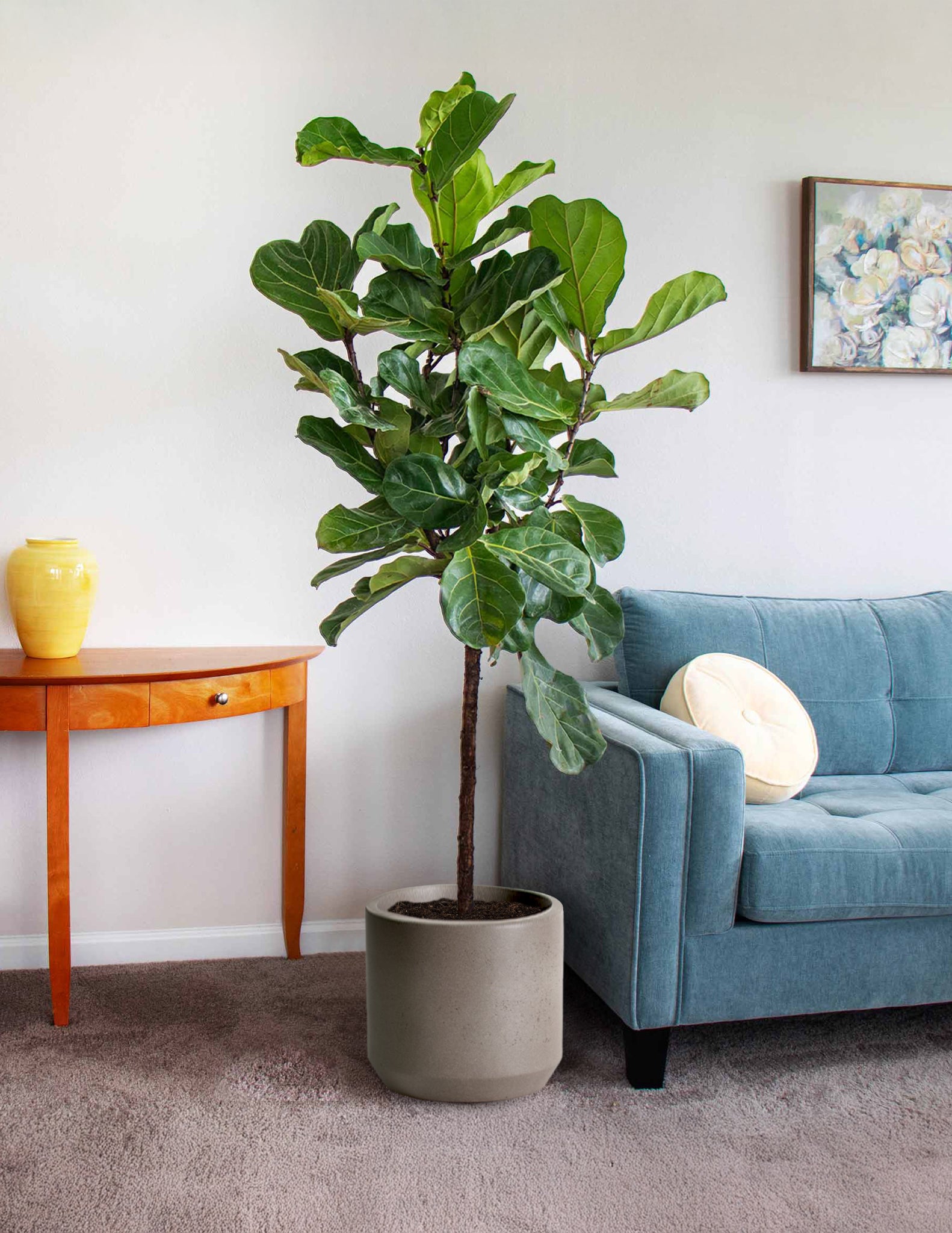 The Sill | Fiddle Leaf Fig - Extra Large (5' to 6' tall) / Mexia (13" wide) / Cement Grey