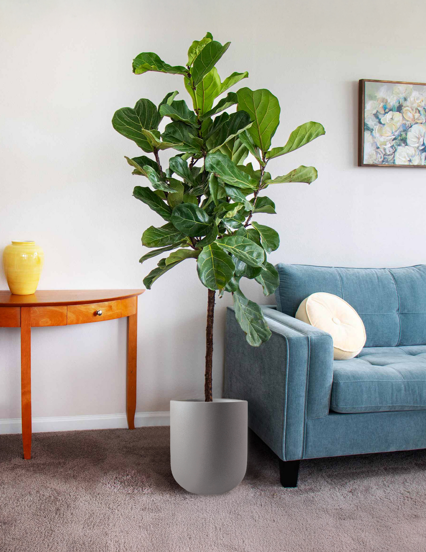 Fiddle Leaf Fig
