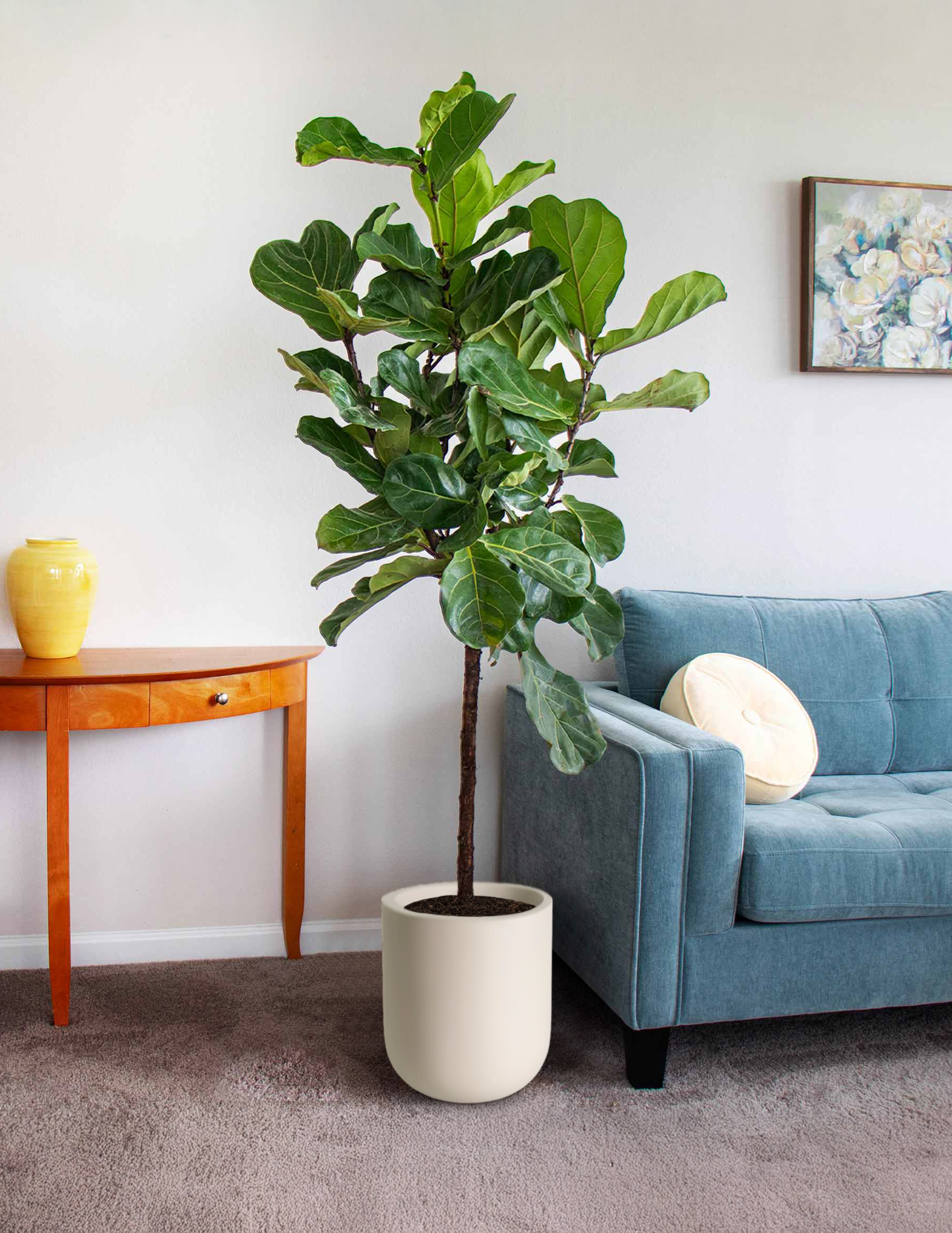 Fiddle Leaf Fig Potted Houseplant | Trendy Houseplants